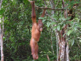 orangutan1_by_erv