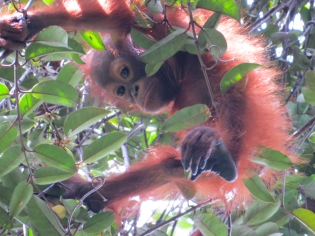orangutan5_juv_0823